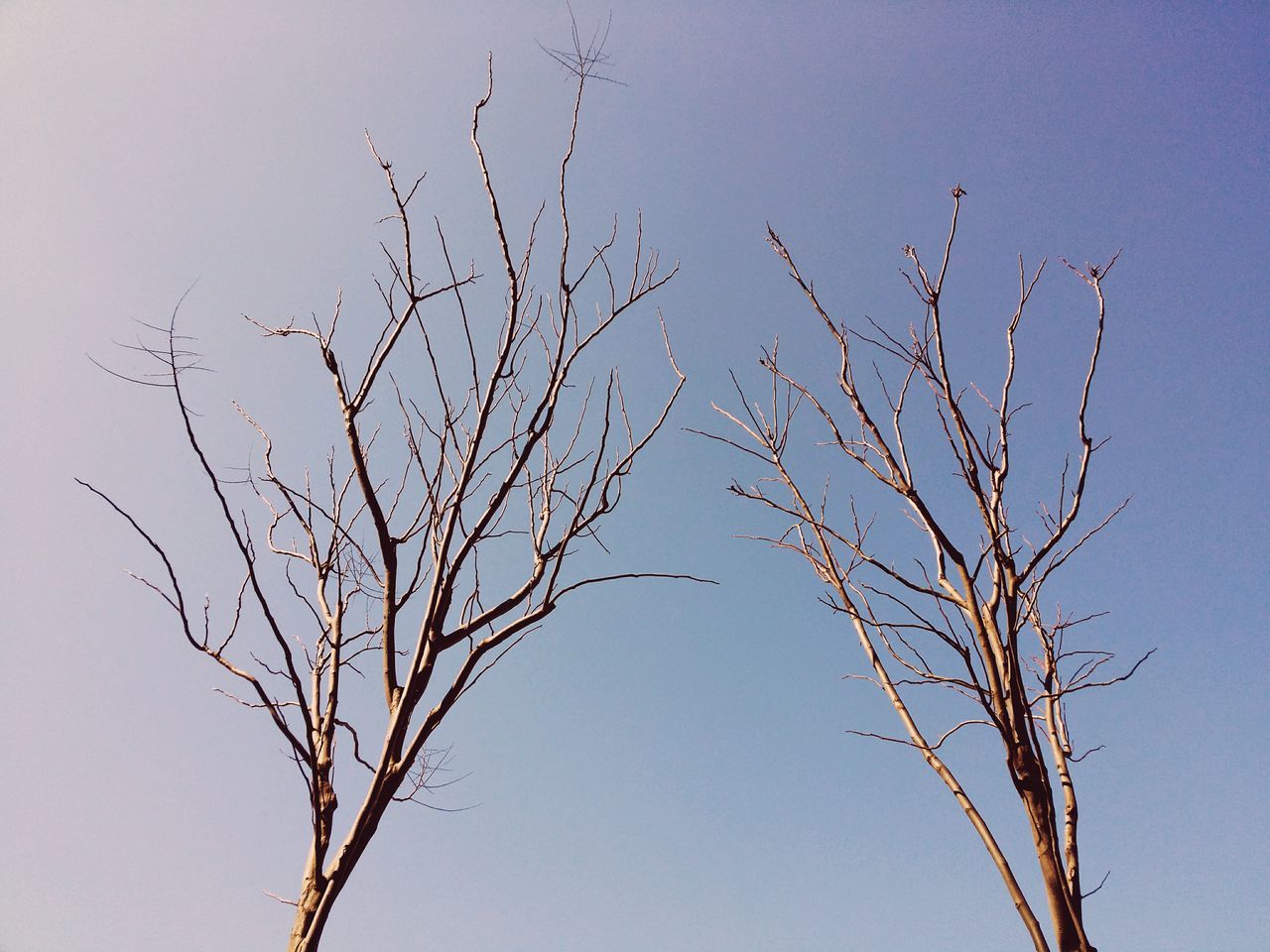 branch, bare tree, clear sky, low angle view, nature, tranquility, growth, tree, beauty in nature, sky, copy space, dead plant, twig, outdoors, no people, dry, plant, day, dried plant, scenics