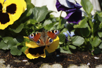 High angle view of insect on yellow flower