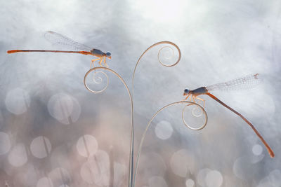 Damselflies on plants