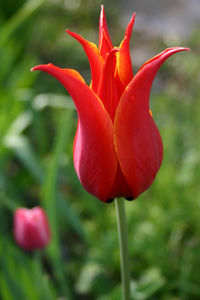 Close-up of pink tulips in park