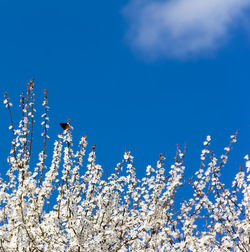 Low angle view of flowering plant against blue sky