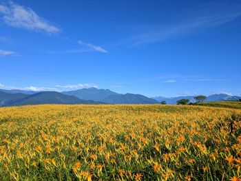 Scenic view of flowering field against blue sky taiwan hualien talampo