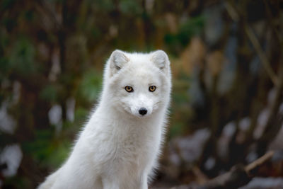Close-up portrait of a white arctic fox.