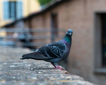 Close-up of pigeon perching on wall