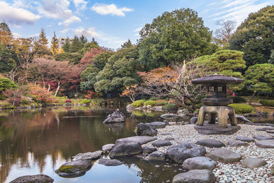 Japanese garden's yukimi stone lantern overlooking by red maple momiji leaves in autumn.