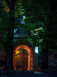 Trees against built structure