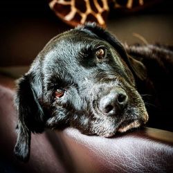 Close-up portrait of dog