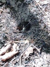 Close-up of spider web on field