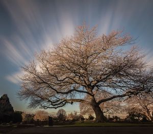 Bare trees against cloudy sky