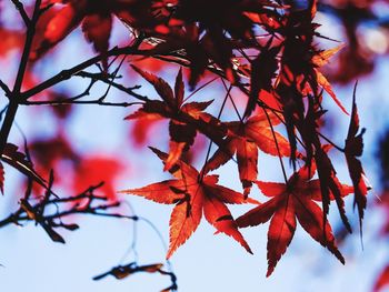 Low angle view of maple leaves on tree