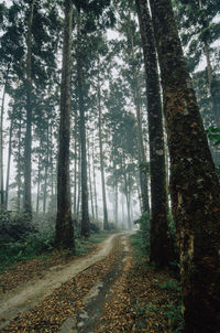 Road amidst trees in forest