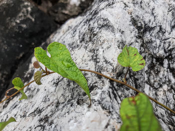 Close-up of green leaves on rock