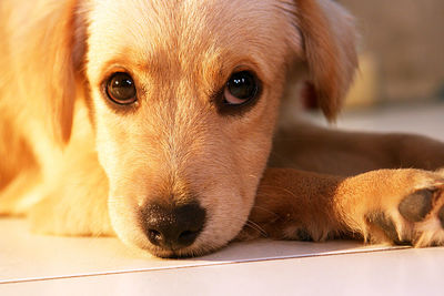 Close-up portrait of a dog