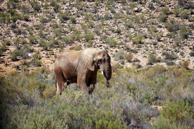 Elephant walking in a field