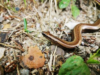 Close-up of lizard on ground in forest