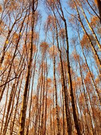 Low angle view of trees in forest against sky