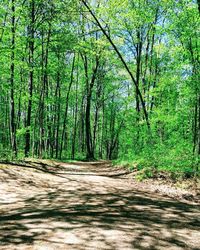 Road amidst trees in forest