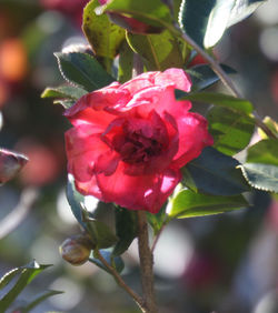 Close-up of red rose on plant