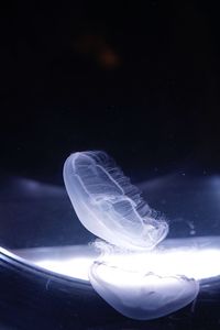 Close-up of jellyfish against black background