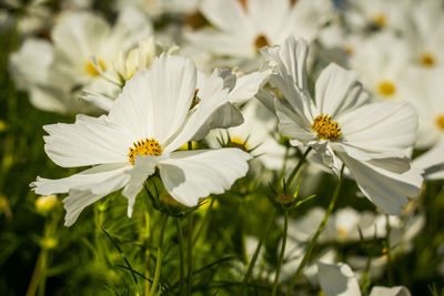 Close-up of white flowers blooming outdoors