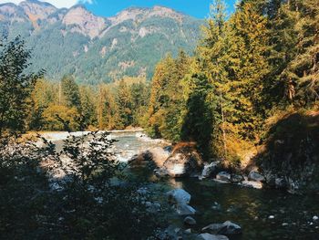 Plants by river stream in forest