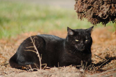 Close-up portrait of cat