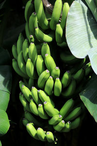 High angle view of vegetables