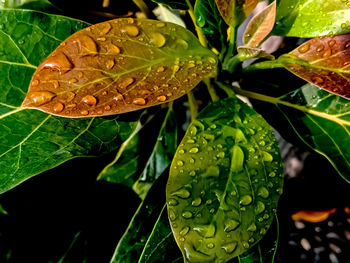 Close-up of raindrops on leaves