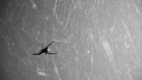 Close-up of spider on wall