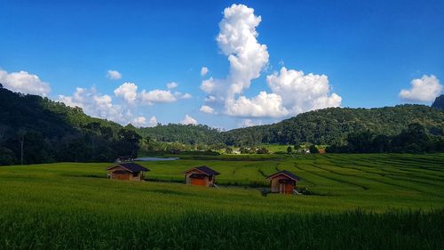 Scenic view of agricultural field against sky