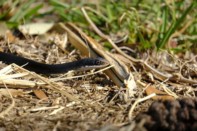 Close-up of snake on field
