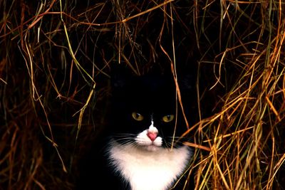 Close-up portrait of cat