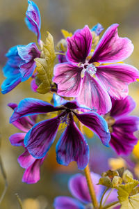 Close-up of purple flowering plant