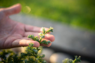 Close-up of hand holding plant