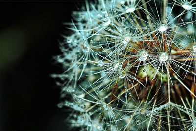 Close-up of dandelion