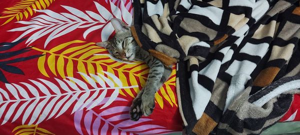 Cat tucked under sheets 