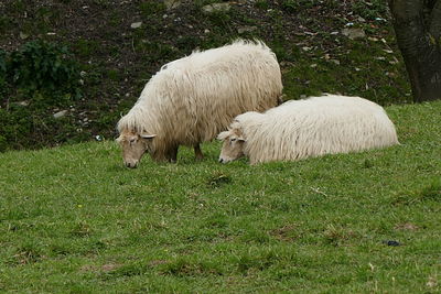 Sheep on field