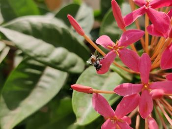 Close-up of insect on pink flower