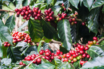 Close-up of cherries on tree