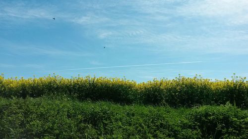 Scenic view of field against cloudy sky