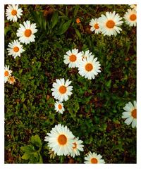 Close-up of daisies blooming in bloom