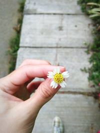 Close-up of hand holding flower