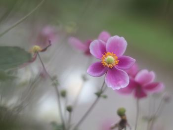 Close-up of pink flowers