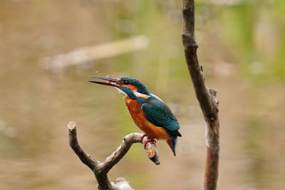 Close-up of bird perching on branch