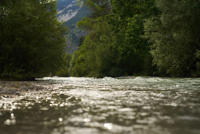 Surface level of water flowing in forest