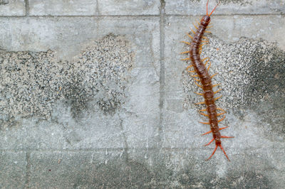 High angle view of insect on wall