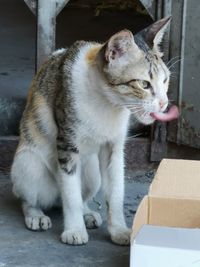 Close-up of a cat looking away
