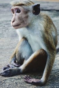 Just a single toque macaque in sri lanka