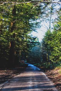 Road amidst trees in forest