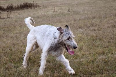 Close-up of dog on grass